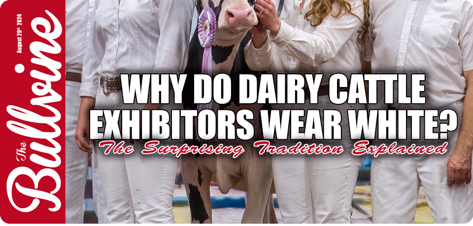 Why Do Dairy Cattle Exhibitors Wear White? The Sur…