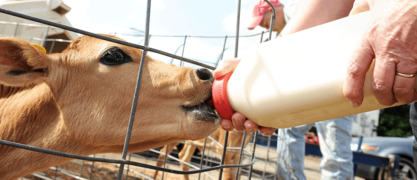 study, dairy calves, milk replacer powder, pasteurized whole milk, preweaning, ground starter diet, alfalfa hay, Holstein calves, treatment groups, standard protocol, short-duration MRP, long-duration MRP, body weight, average daily increase, starter feed consumption, weaning, immune function, health, PWM + MRP, conventional protocols, growth, final body weight, starter feed intake, post-weaning, total DMIs, intake