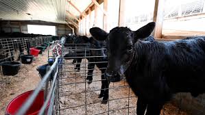 U.S. beef herd, lowest point since 1958, 28 million cattle, increase in beef prices, opportunity for dairy farmers, valuable calves, beef-on-dairy crossbreeding, improve herd size, milk output, dairy-sexed sperm, excess of dairy heifers, dilemma for dairy producers, sustainable future, minimize excess heifers, increase calf value, increase earnings, persistent droughts, limited beef cattle quantity, increased meat prices, opportunity for dairy producers, crossbreed dairy heifers with beef sires, valued beef-on-dairy calves, bullish market indications, demand for high-quality beef, record low number of cattle, premium for ethically farmed beef, beef-on-dairy business, industry advances, research, technology, genetic superiority, managerial tactics, increased profitability.