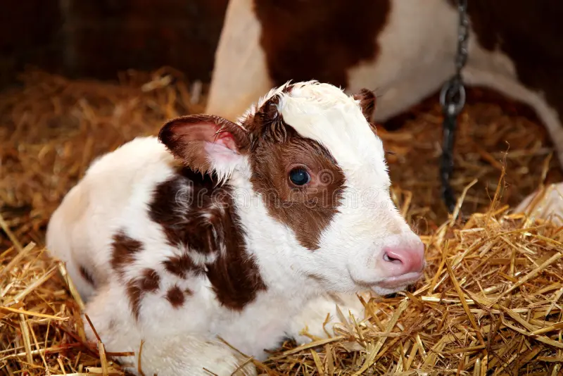 Colostrum, first milk, cow, newborn calves, health, development, nutrients, antibodies, growth, proteins, lipids, vitamins, minerals, prepartum nutrition, metabolizable energy, carbs, fat, starch, insulin levels, lipids in diet, dietary protein, MP levels, second parity, hypocalcemia, dietary cation-anion difference, vitamin D, diet formulation, supplementation, balanced carbohydrate intake, fat intake, cow's parity, appropriate MP level, colostrum production, dry matter intake.