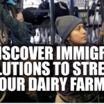 dairy industry, labor shortage, immigrants, dairy-producing positions, foreign labor, undocumented workers, farmworker population, unlicensed farmworkers, bottleneck, dairy operations, total GDP, production, profitability, skeleton crew, steady labor, burnout, decreased productivity, operational delays, milking, feeding, maintenance, livestock health, revenue, National Milk Producers Federation, financial health, immigration solutions, programs, visas, immigration attorney, legal requirements, expensive errors.