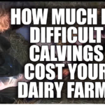 dystocia in dairy cows, hard calvings impact, dairy production losses, veterinary costs dairy, cow health management, milk supply reduction, fertility rates in dairy cows, preventive measures for calving, dairy herd well-being, technology in dairy farming