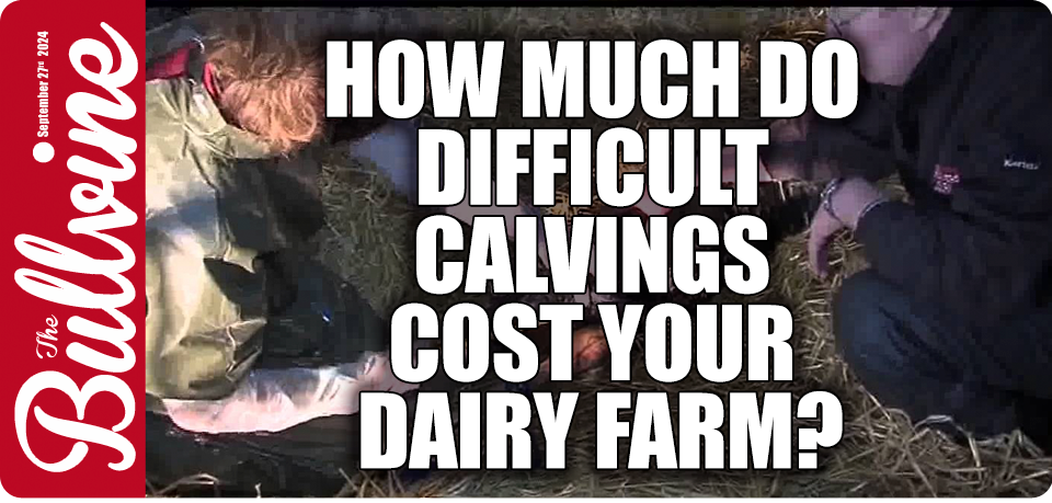 dystocia in dairy cows, hard calvings impact, dairy production losses, veterinary costs dairy, cow health management, milk supply reduction, fertility rates in dairy cows, preventive measures for calving, dairy herd well-being, technology in dairy farming