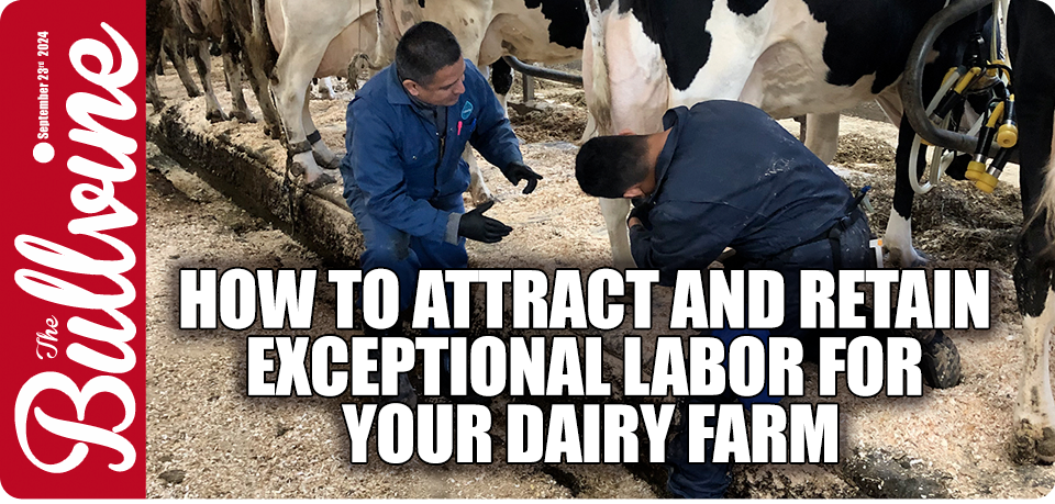 dairy farming labor, recruitment techniques dairy, employee retention strategies, dairy industry labor shortages, training importance dairy farms, motivation methods agriculture, high turnover dairy farms, milk production efficiency, work-life balance dairy, competitive salaries agriculture