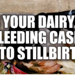 stillbirth costs dairy farm, impact of stillbirths on dairy farming, dairy farm profitability, managing stillbirths in cattle, emotional effects of stillbirths, financial losses from stillbirths, dairy farming challenges, calf loss consequences, improving dairy herd health, mitigating stillbirth risks