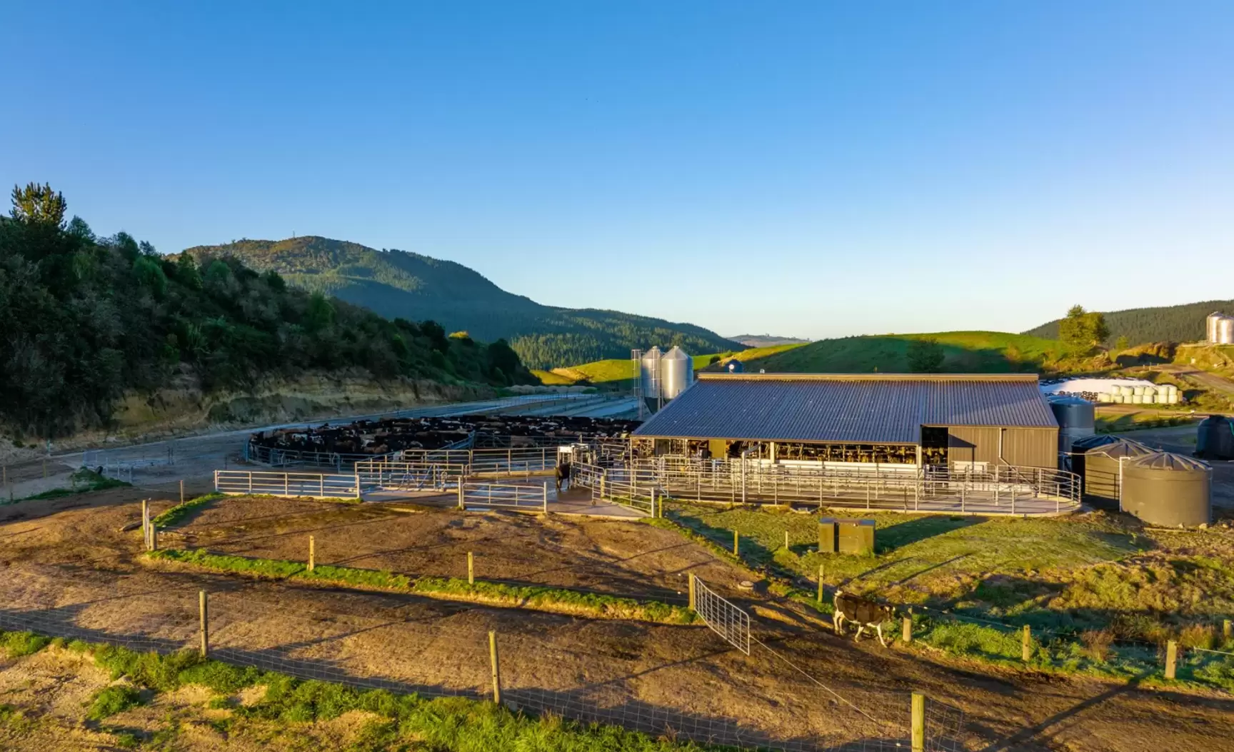 Uncover the $125M collapse of New Zealand's Waitonui Group. Curious about what caused this mega-dairy operation to fail? Read our expert analysis to find out.

Summary: Once heralded as a mammoth endeavor in New Zealand's dairy landscape, the Waitonui Group's $125 million mega-dairy operation has halted, leaving a debt trail and selling off assets. Involving multiple farms across 3,500 hectares and producing millions of kilograms of milk annually, this venture promised significant industry contributions. However, financial missteps and high costs eventually drove the operation into liquidation, underscoring risks inherent in large-scale agricultural investments. Judge Rachel Sussock noted, "The appointment of the receivers gives rise to a presumption that the companies are unable to pay their debts," reflecting the severity of the group's financial woes. Despite partial repayments and a farm debt mediation agreement, the group's financial instability led to its collapse, leaving significant debt and impacting farmers, workers, and local communities. Milltrust International Group, which exited the venture in 2021, stated, "This strategic move was part of our broader initiative to refocus our investment portfolio and enhance our commitment to sustainable prosperity worldwide."

The Waitonui Group's $125 million mega-dairy operation has collapsed, leaving substantial debt and necessitating asset sales.
The venture encompassed several farms, spanning 3,500 hectares and producing millions of kilograms of milk annually.
Financial issues and high operational costs led to the group's liquidation.
Judge Rachel Sussock pointed out that the companies could not pay their debts, leading to the need for receivership.
Despite efforts to manage debt through partial repayments and mediation, financial instability ultimately caused the operation to fail.
This collapse has significantly affected farmers, workers, and local communities.
Milltrust International Group exited the venture in 2021 as part of a broader strategy to enhance sustainable investments.

The Waitonui Group's failure ends a $125 million megadairy business. This enterprise, which includes a portfolio of multiple farms covering 3,500 hectares in New Zealand's North and South Islands, was one of the main suppliers to Fonterra, the country's leading dairy processor. The initial success of this enterprise, with the farms milking 10,000 cows and generating more than four million kg of milk per year, was a source of hope and optimism in the dairy business. Such a promising and large-scale corporation raises the issue of how it all fell apart. With such enormous investment and vast activities, the Waitonui Group's failure affects more than those directly connected. It has more significant consequences for the whole dairy business.

Waitonui Group's Bold Venture: A Promising Vision in New Zealand's Dairy Industry 

The Waitonui Group entered what looked to be a successful enterprise, purchasing an extensive portfolio of farms scattered over New Zealand's North and South Islands. This strategic move comprised acquiring multiple farms totaling 3,500 hectares, which was met with great enthusiasm and hope in the dairy business. The purchase demonstrated the group's financial strength and ambitious goal for large-scale dairy production.

Waitonui Milltrust Agricultural Holdings (WMAH) issued a news statement that was unapologetically bullish at the time. It boldly said that the combined enterprise milked an astounding 10,000 cows and generated more than four million kg of milk yearly. This size of operations was astounding, establishing WMAH as one of Fonterra's significant suppliers. They described their portfolio as "carefully curated" and marketed the farms as "cash-flow positive and environmentally responsible."

This glowing description portrayed an image of a successful, sustainable business. The news statement emphasized the group's environmental commitment, which intended to connect its operations with worldwide trends toward eco-friendly agricultural techniques. Such statements likely boosted investor confidence and public image, reassuring people of the company's ethical and sustainable activities.

The Financial Unraveling: A Debt Too Large to Bear 

The Waitonui Group's financial problems became apparent with a massive debt of $36.5 million due to the Bank of New Zealand. This vast sum was part of a more significant debt of $63 million due in May 2022. Despite partial repayments and a farm debt mediation agreement in October 2022, the group struggled financially and failed to pay the outstanding debt.

As of April 15, the unpaid debt was $33.4 million, prompting BNZ to seek quick repayment. This unsustainable financial strain required the appointment of receivers on the same day. Before the liquidation hearing, a certificate of unpaid debt indicated that at least $12,268,881.57 remained outstanding despite the receivership's attempts to collect some cash.

A Cautionary Tale: What Went Wrong for Waitonui Group? 

The issue that remains is: what went wrong for Waitonui Group? The ambitious initiative planned to exploit New Zealand's lush soils and excellent dairy production conditions. However, the decline was quick and expensive. Based on the facts, early optimism gave way to fiscal irresponsibility, with excessive borrowing becoming an unsustainable burden. Here's a clear illustration of how even the most promising companies may fail due to poor financial management.

For perspective, New Zealand has a longstanding reputation for its dairy sector, contributing considerably to the worldwide dairy market. Waitonui Group's decline highlights a more significant issue: the enormous pressure on megadairies to maintain profitability despite growing operating expenses. According to DairyNZ, New Zealand's national association representing dairy producers, production expenses have risen by 14% in the last five years. This rise is due to rising feed prices, labor charges, and compliance costs connected with new environmental rules.

Investor confidence is also an essential factor. As the initial euphoria subsided, parties started seriously examining the underlying financials. When Inland Revenue decided to liquidate the group's assets, it was more than a legal procedure; it was an acknowledgment of financial loss. The group's failure to pay its debt caused a domino effect, resulting in forced asset sales. So, what were the red flags? More importantly, how can other operations prevent a similar outcome?

According to the High Court's conclusions, the fundamental causes of the collapse were significant debt and weak cash flow management. The Waitonui Group's reliance on debt finance without adequately hedged income sources made them susceptible. Agri-economic specialists often recommend a more balanced strategy, ensuring short-term profits do not outweigh long-term sustainability. Surprisingly, Waitonui's cash-flow troubles worsened despite managing multiple high-yield farms. This anomaly suggests inefficiencies or mismanagement in the operating system.

Farmers and investors should pay the notes. The Waitonui Group story is a cautionary tale about the inextricable relationship between high stakes and risk. Given more rigid environmental rules and rising operating costs, is the existing paradigm of megadairies sustainable in the long term?

Finally, the bankruptcy of Waitonui Group highlights the human aspect - the farmers, workers, and local communities touched by such financial instability. The lessons acquired here are crucial for stakeholders, providing a road map for avoiding mistakes and implementing solutions to guarantee a more robust and sustainable operation.

A Shift in Fate: The Sale of North Otago's Dairy Giants 

The sale of the North Otago assets signals a substantial change in the fortunes of the Waitonui Group's once-thriving portfolio. Burnside Dairy Farm and Enfield Farm are notable assets that significantly impact the group's operations. The Burnside Dairy Farm, spanning 550 hectares, and the Enfield Farm, spanning 598 hectares, reflected the magnitude and ambition of Waitonui's dairy business.

These large farms were essential to the group's yearly capacity to produce over four million kg of milk. As a result of this production, Waitonui Milltrust Agricultural Holdings (WMAH) became a substantial supplier to Fonterra, New Zealand's leading dairy processor. These assets' strategic locations and considerable resources were critical to this success, confirming the group's original potential.

However, the financial instability that led to the bankruptcy resulted in the sale of these critical assets, indicating a significant drop in the company's operating capabilities. The sale of these farms highlights the Waitonui Group's overall financial problems, demonstrating how even the most promising properties may be subject to overarching economic mismanagement.

The Burnside and Enfield farm sales represent the Waitonui Group's more significant issues, demonstrating the physical implications of its failure to manage debt adequately. These assets, once the foundation of a prosperous dairy company, now serve as a reminder of the potential instability of large-scale agricultural investments.

Mill Trust's Strategic Exit: A Move Toward Sustainable Prosperity

Milltrust International Group stated that it is attempting to separate itself from the current disaster involving the Waitonui Group in reaction to the happenings. The statement confirmed their connection with Waitonui, noting that they had left the New Zealand business as early as November 2021. Milltrust described its move as part of a larger strategic strategy to realign its investment portfolio and increase its commitment to long-term global development.

"This strategic move was part of our broader initiative to refocus our investment portfolio and enhance our commitment to sustainable prosperity worldwide," according to the announcement. While the group kept the Milltrust brand, management and control of those firms were wholly transferred to new ownership after the 2021 deal. This explanation was critical for Milltrust in maintaining its image and signaling to the market that its strategic orientation and ethical norms remained unchanged.

Lessons Learned: A Conservative Take on Waitonui Group's Collapse 

From a conservative standpoint, the Waitonui Group's collapse is a stark warning of the risks associated with aggressive development without thorough financial preparation. The $36.5 million overdue debt to BNZ highlights what can only be described as possible mismanagement. Could Waitonui's leadership have overstated capacity while underestimating market volatility and operating costs?

Farm cost inflation had a significant impact. Feed, labor, and equipment expenses rose sharply, causing the group's cash flow to suffer. But was this unexpected? Inflation isn't a new phenomenon. The issue we must ask is if contingency measures were in place. Were operational efficiency optimized to address increased costs?

For New Zealand's dairy sector, this collapse is more than just an isolated episode; it's a wake-up call. The dependence on large-scale, debt-financed models requires reconsideration. Could smaller, more agile businesses provide a more sustainable way forward? What additional ways may farmers and business leaders avoid similar financial pitfalls?

Readers, what can we learn from the Waitonui Group's downfall? Is it time to reconsider how we handle financial risk and operational logistics in the dairy industry? Let us consider these questions as we work to make New Zealand's dairy industry more robust and sustainable.

The Bottom Line

The Waitonui Group's tale provides a valuable case study in the turbulent realm of megadairy operations. What started as an ambitious $125 million business with great production numbers and the promise of sustainable farming eventually succumbed to massive financial constraints. With debt reaching unachievable levels and a liquidator stepping in, the company's demise came as quickly as its growth. Liquidations and asset sales in North Otago are the visible consequences of this collapse, exposing the fragility of even the most vital agricultural businesses when confronted with economic and environmental constraints.

Reflecting on this drama, one can't help but consider the more significant consequences for the dairy sector. Is scaling up to gargantuan operations viable, or do the hazards outweigh the benefits? The collapse of Waitonui Group raises serious concerns regarding the future viability of megadairies. As we look forward, we must ask: Can the industry learn from these mistakes to develop more resilient and sustainable agricultural practices?

Learn more: 
Australian Dairy Industry Faces Uncertainty with Fonterra’s Exit and Falling Farm Numbers
Windfall for New Zealand Farmers: Fonterra’s Potential $2 Billion Asset Sale Could Mean Big Payouts
Final Chunk of Historic Tasmanian Dairy Farm Woolnorth Now on Sale – Van Dairy’s Last Stand Explored
