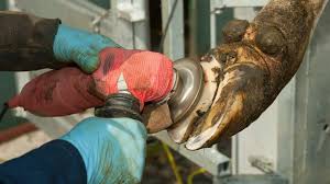 hoof trimming, herd health, cow productivity, lameness prevention, dairy farm management, hoof care technology, economic impact of lameness, cow welfare, real-time data monitoring, evidence-based hoof clipping