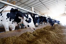 milk production, fertility rates, genomic technologies, dairy cattle inbreeding, pedigree analysis, genetic diversity, inbreeding depression, Holstein dairy cows, sustainable dairy farming, cattle health management