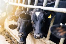 synthetic pheromones, Maternal Bovine Appeasing Substance, MBAS cattle health, calf-cow bonding, stress reduction in cattle, immunological response in calves, veterinary expenditures, antibiotic reduction, cattle productivity, Texas A&M University study