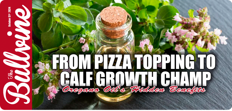 From Pizza Topping to Calf Growth Champ: Oregano O…