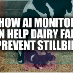 stillbirths in dairy farming, economic impact of stillbirths, dairy farm management, AI technology in agriculture, monitoring cow health, dairy herd longevity, reducing stillbirth rates, benefits of AI in farming, improving milk production, National Dairy Association research