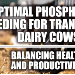 dairy cows phosphorus health, phosphorus metabolism ruminants, FGF-23 phosphorus homeostasis, phosphorus balance cattle, environmental concerns dairy farming, transition cows nutritional demands, phosphorus regulation in cattle, metabolic issues phosphorus overload, eco-friendly dairy practices, agricultural blueprint phosphorus management