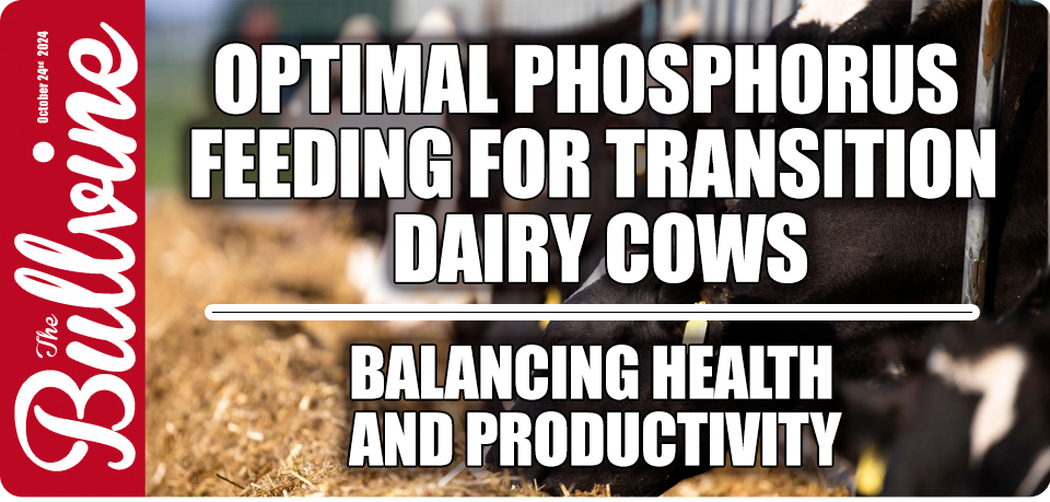 Optimal Phosphorus Feeding for Transition Dairy Co…