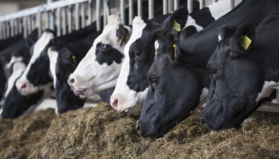 Bacillus licheniformis, dairy industry benefits, milk production enhancement, health risks of Bacillus, biofilm formation in dairy, probiotics in dairy farming, Omega-3 fatty acids in milk, fiber digestion in cows, gut microbiota influence, dairy farm management strategies.