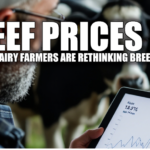 beef prices impact dairy producers, beef-on-dairy crossbreeding, dairy semen sales decline, beef semen sales increase, USDA beef retail price, dairy breeding strategies, dual-purpose herd benefits, beef genetics integration, dairy industry restructuring, milk and beef production balance