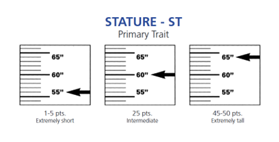 Holstein stature scale, dairy farming practices, genetic analysis Holsteins, herd health productivity, cattle marketability, Holstein Association USA, breeding decisions profitability, revised linear scale, genetic improvement programs, herd evaluation strategies