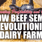 beef semen, dairy farming, genomics, strategic breeding, reproductive efficiency, hybrid calves, sexed semen, herd genetics, economic benefits, crossbred calves