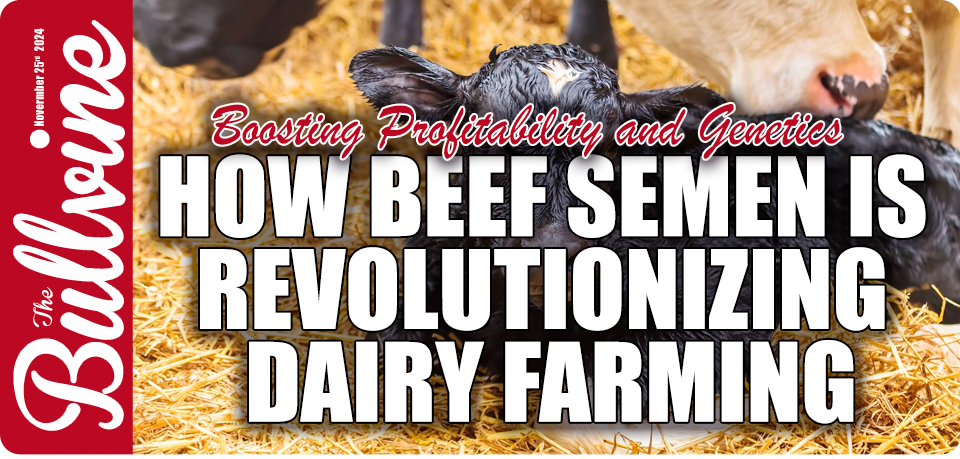 How Beef Semen is Revolutionizing Dairy Farming: B…