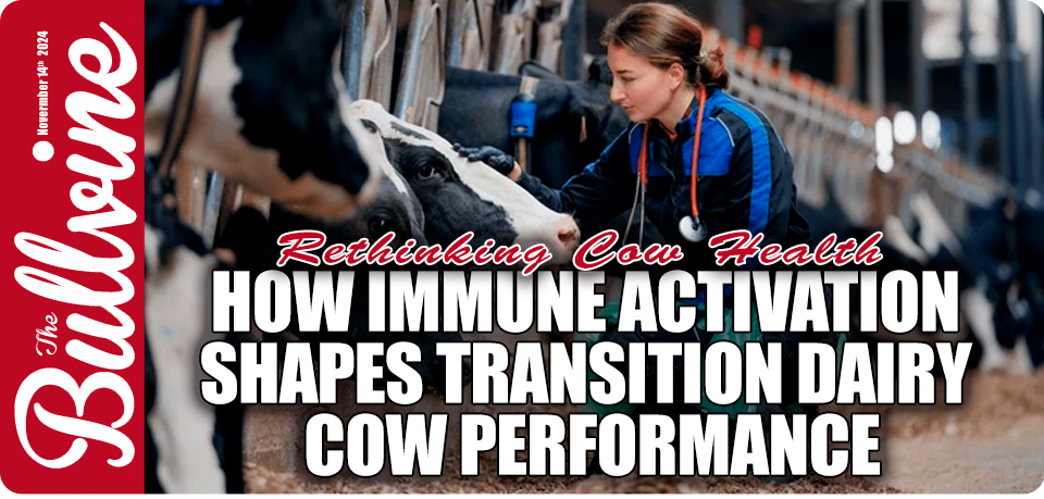 dairy cow transition period, lactation management, metabolic disorders in cows, non-esterified fatty acids, milk fever prevention, calcium metabolism in dairy cows, immune activation in transition cows, inflammation in dairy cattle, feed management for lactating cows, dairy cow health and productivity