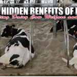 dairy cow welfare, lying behavior in cows, cow productivity, the importance of lying down, cow comfort, resting patterns in dairy cows, lameness prevention in cows, mental well-being of dairy cows, farm management practices, adequate lying time for cows