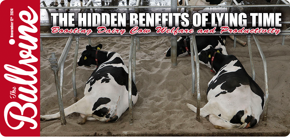 dairy cow welfare, lying behavior in cows, cow productivity, the importance of lying down, cow comfort, resting patterns in dairy cows, lameness prevention in cows, mental well-being of dairy cows, farm management practices, adequate lying time for cows