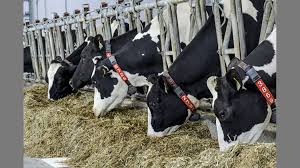 robotic milking, dairy farming technology, feeding management, cow behavior, milk production, dairy herd health, automated milking systems, dairy farming trends, feeding methods for cows, robotic milking benefits